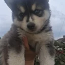 Pomsky