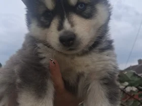 Pomsky