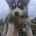 Pomsky