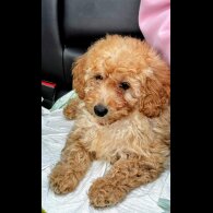 Toy Poodle