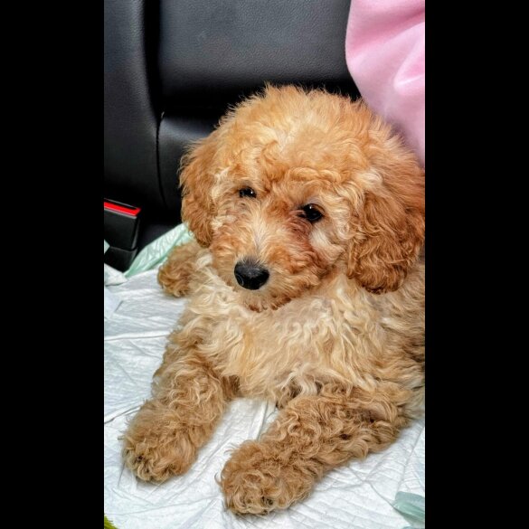Toy Poodle
