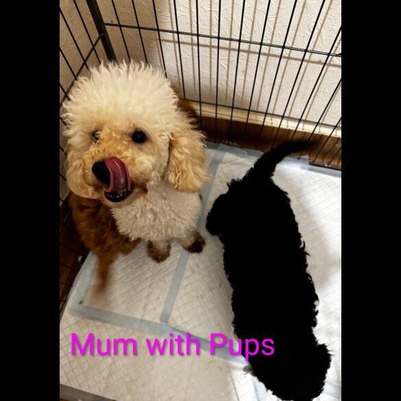 Toy Poodle