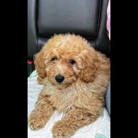 Toy Poodle
