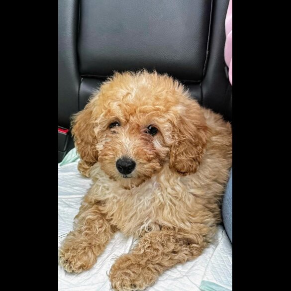 Toy Poodle
