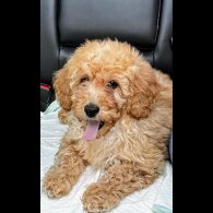 Toy Poodle