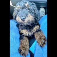 Toy Poodle