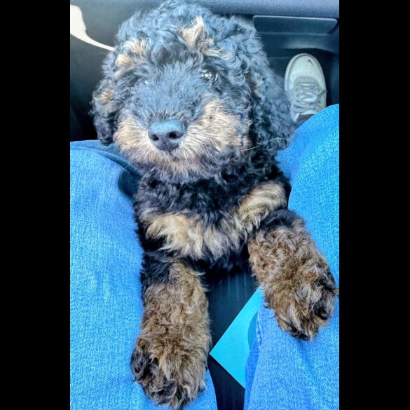 Toy Poodle