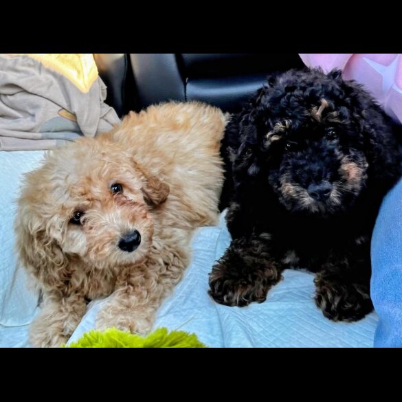 Toy Poodle