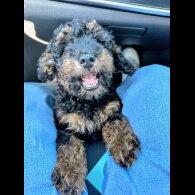 Toy Poodle