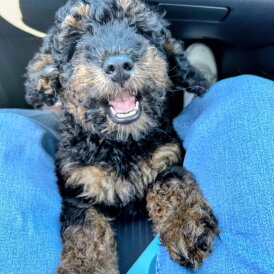 Toy Poodle