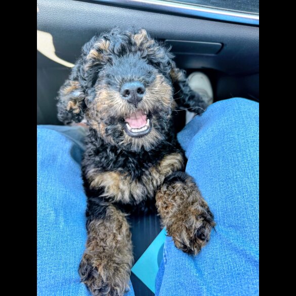 Toy Poodle