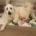Poodle