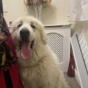 Poodle