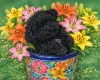 Poodle