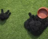 Poodle