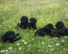 Poodle