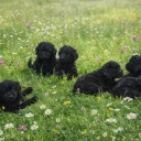 Poodle