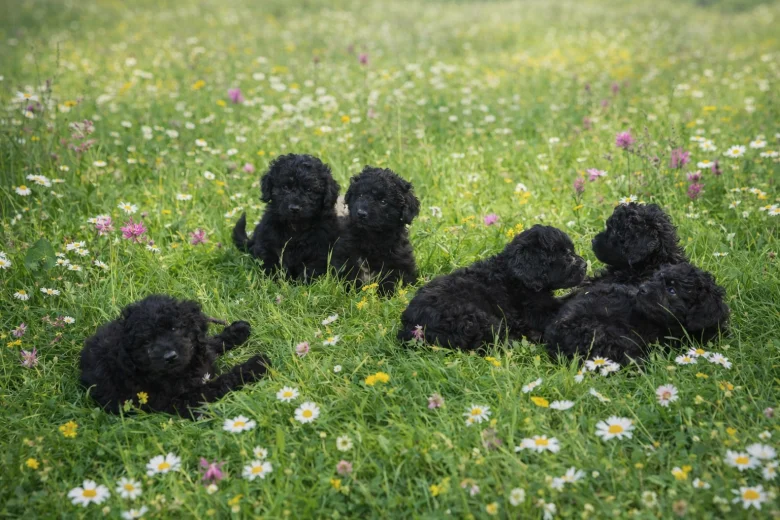 Poodle