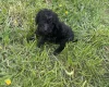 Poodle