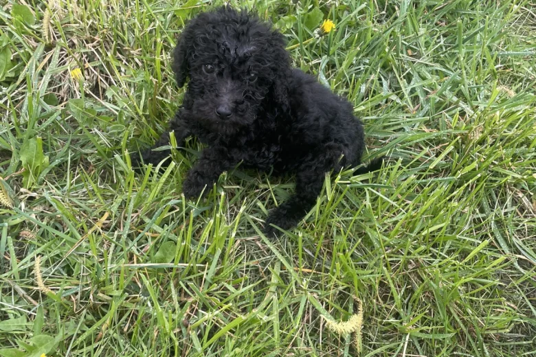 Poodle