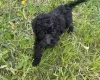 Poodle