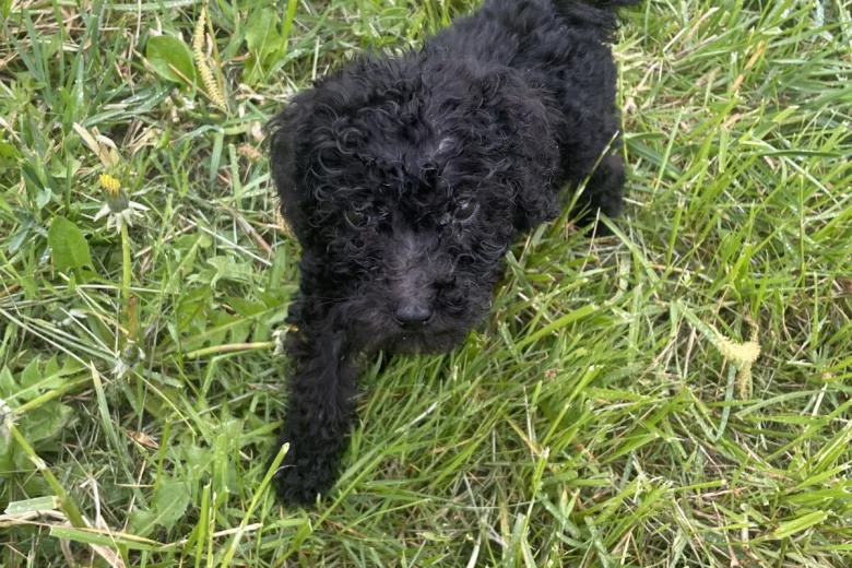 Poodle