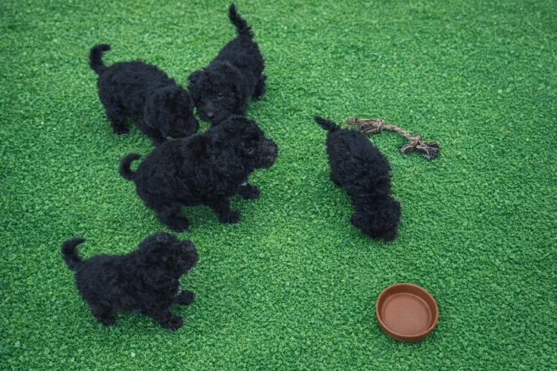Poodle