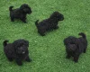 Poodle
