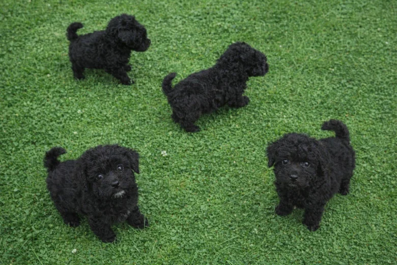 Poodle