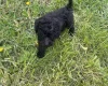 Poodle