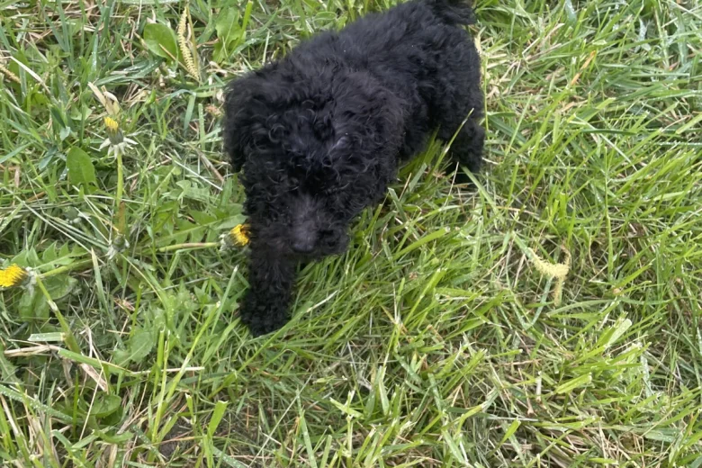 Poodle