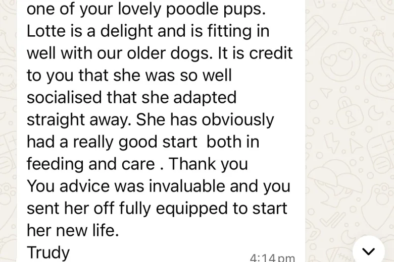 Poodle