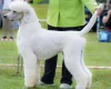 Poodle