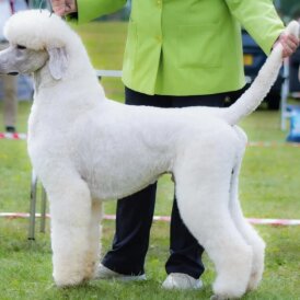 Poodle