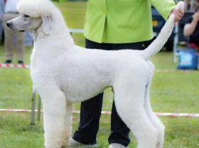 Poodle