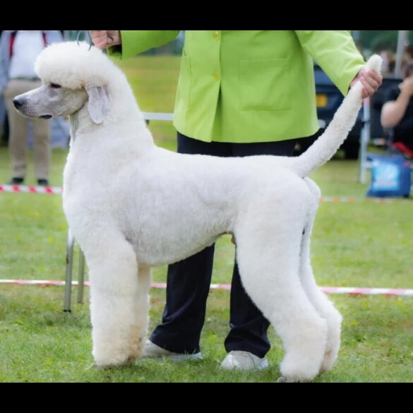 Poodle