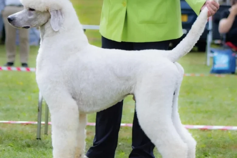 Poodle