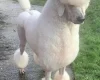 Poodle