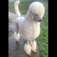 Poodle
