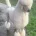 Poodle