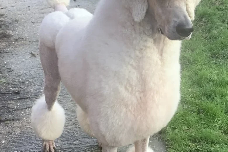 Poodle