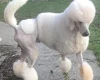Poodle