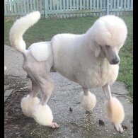 Poodle