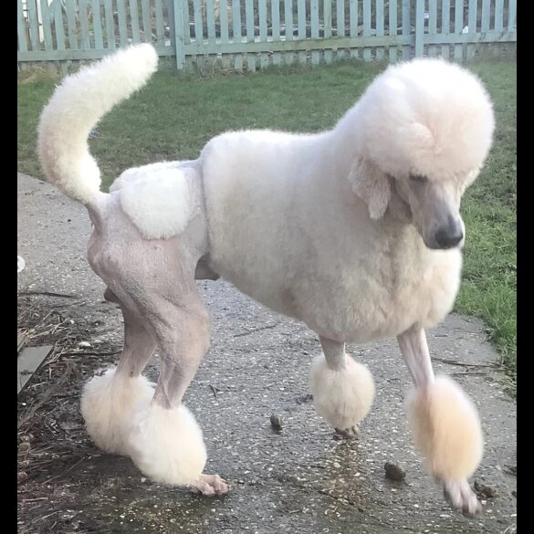 Poodle