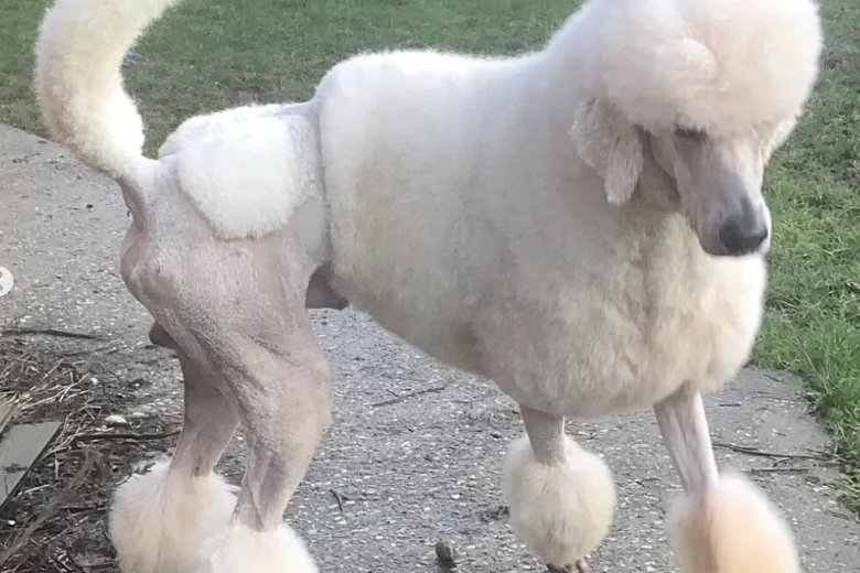 Poodle