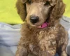 Poodle