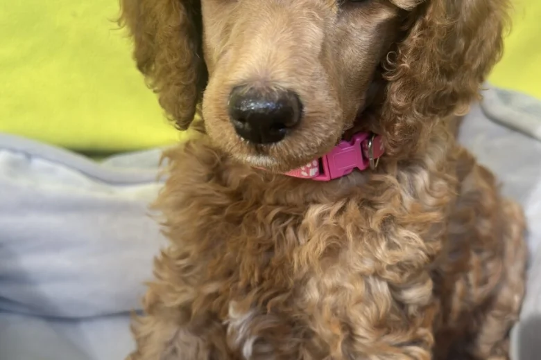 Poodle