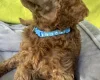 Poodle