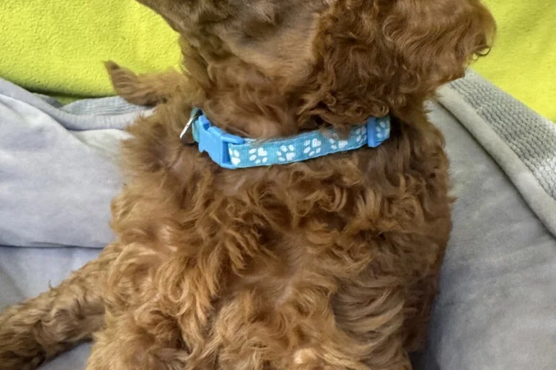 Poodle