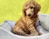 Poodle